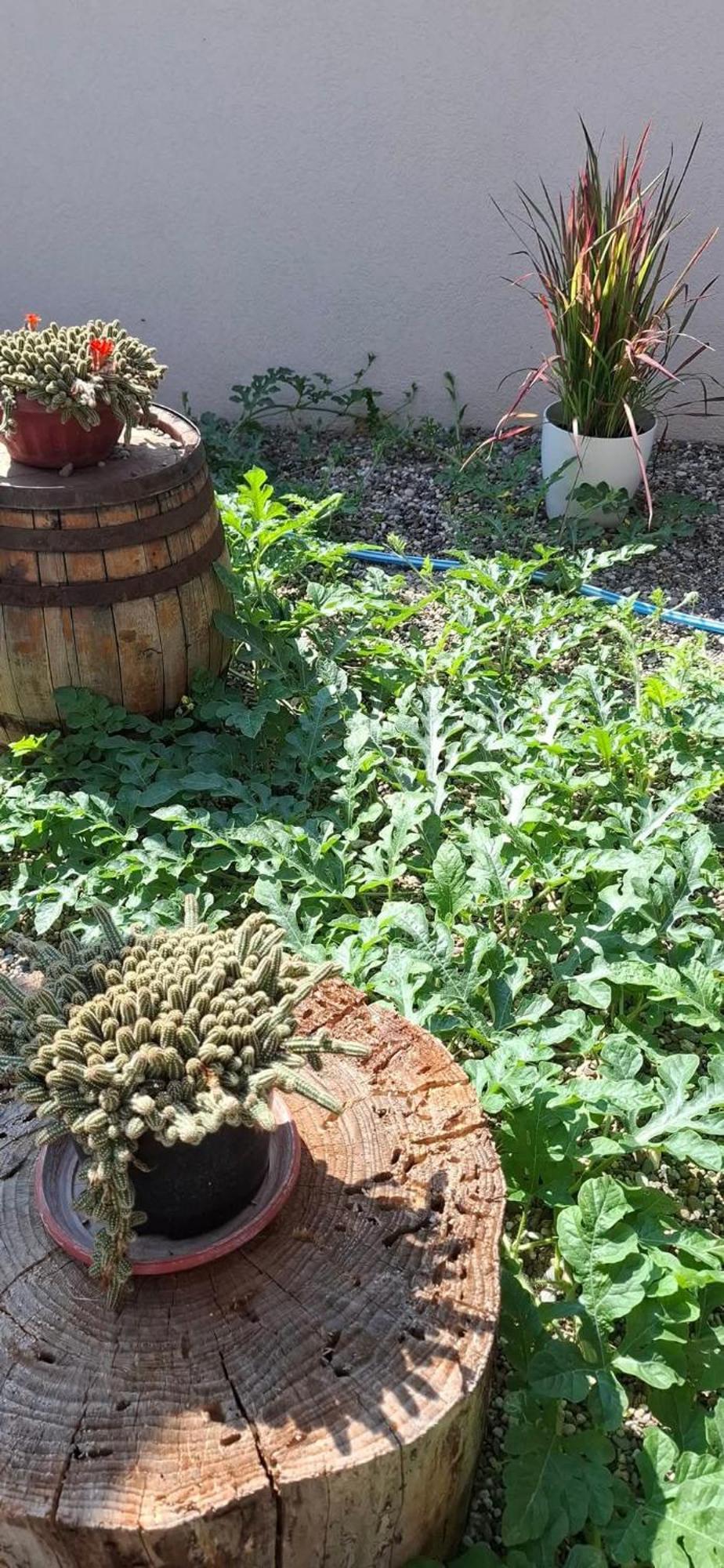 Vila Jovana Vrdnik Esterno foto